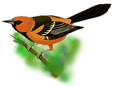 Orioles are neat, but I am not who you are looking for!