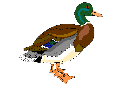 Quack quack quack...