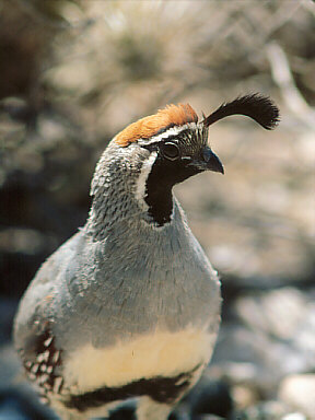 I am one of Anni's favorite birds, a Gambel's quail.