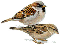 English or House Sparrow